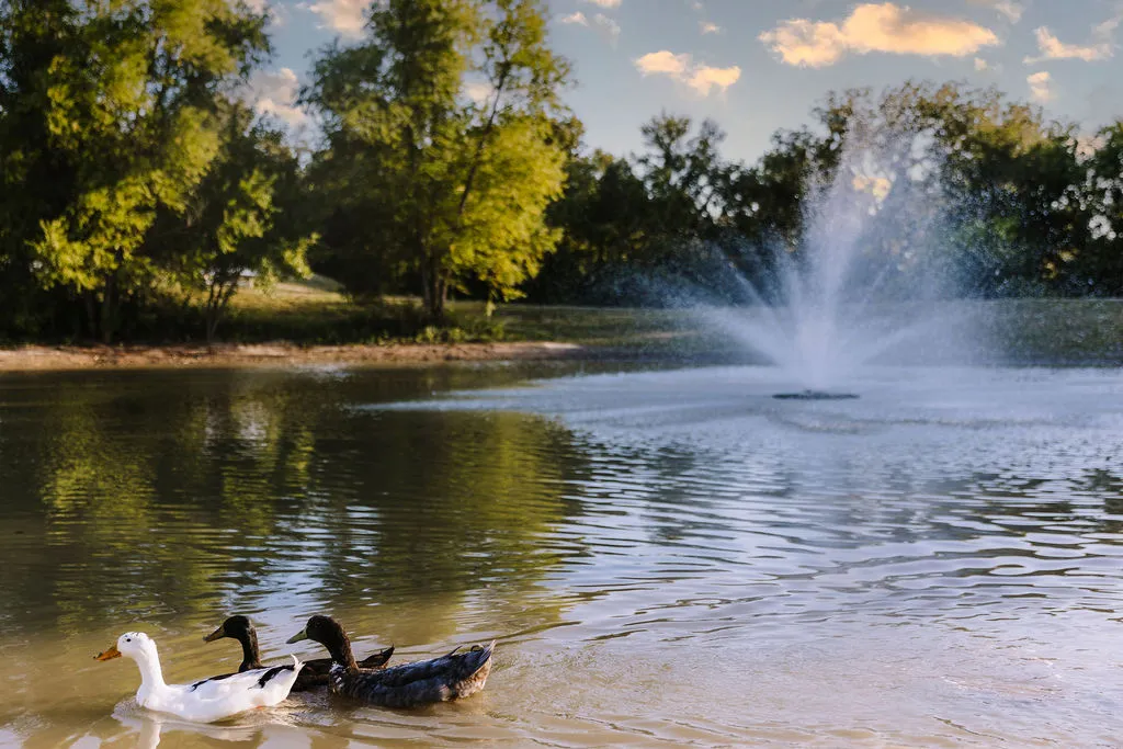 Pond with fountain and ducks