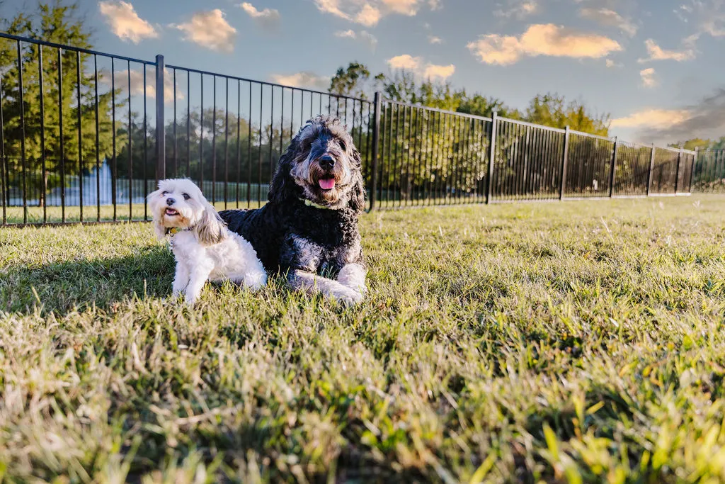 Two dogs in the fenced dog park